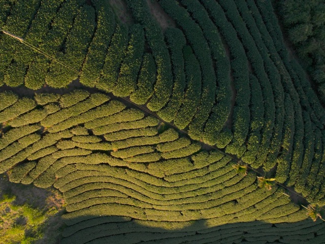 雲之南茶園步道旁的茶園